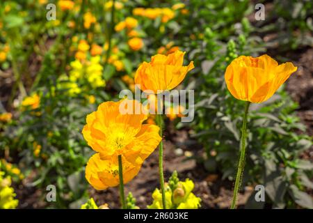 BADEN-WUERTTEMBERG : JARDIN BALINGEN - COQUELICOTS JAUNES Banque D'Images