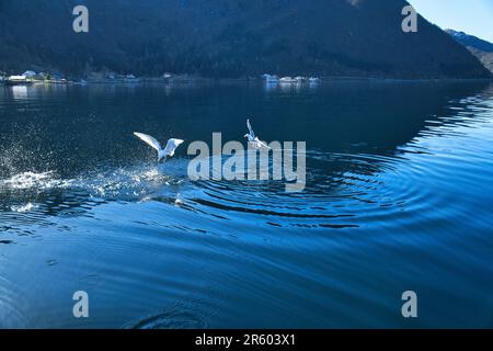 Les mouettes déferle dans le fjord de Norvège. Des gouttes d'eau éclaboutent dans le mouvement dynamique de l'oiseau de mer. Photo d'animal de Scandinavie Banque D'Images