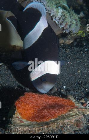 Anemonefish de Saddleback, Amphiprion polymnus, avec des œufs sur le sable, site de plongée de Jahir, détroit de Lembeh, Sulawesi, Indonésie Banque D'Images