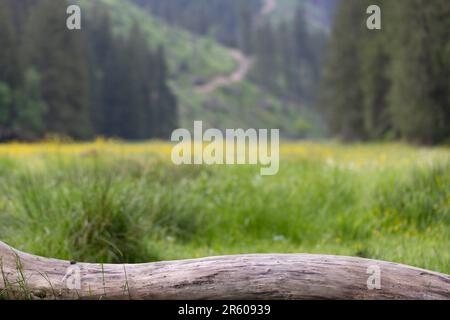 Bois sur une prairie avec des fleurs jaunes en arrière-plan Banque D'Images