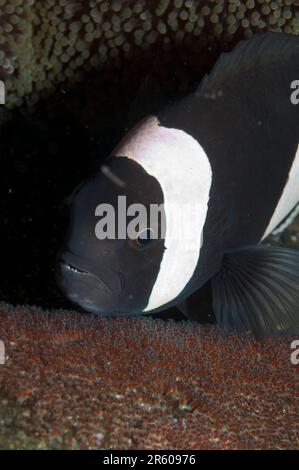 Anemonefish de Saddleback, Amphiprion polymnus, avec œufs sur le sable, plongée de nuit, site de plongée Pantai Parigi, Straits de Lembeh, Sulawesi, Indonésie Banque D'Images