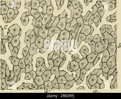 'Texte-livre de l'histologie normale: Y compris un compte rendu du développement des tissus et des organes" (1899) Banque D'Images