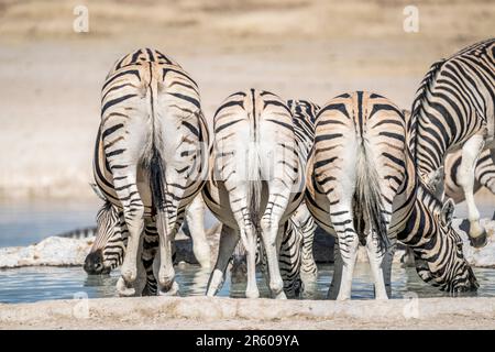 Troupeau de zèbres d'eau potable au trou d'eau d'Etosha; Equus burchell's. Parc national d'Etosha, Namibie, Afrique Banque D'Images