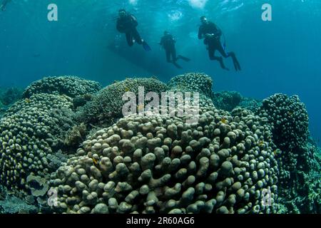 Plongeurs au-dessus du corail de la pomme de terre, Pavona clavus, site de plongée Pulau Putus, détroit de Lembeh, Sulawesi, Indonésie Banque D'Images