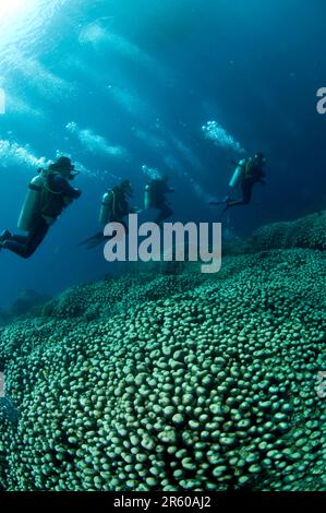 Plongeurs au-dessus du corail de la pomme de terre, Pavona clavus, avec les genoux pliés pour éviter de toucher le corail avec le soleil en arrière-plan, site de plongée Pulau Putus, Straits de Lembeh, Sulaw Banque D'Images