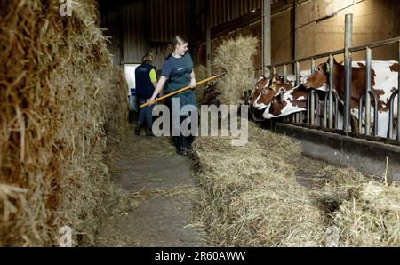 HERPEN - les élèves du cadre VMBO aident pour une journée à la ferme laitière de Zonnenberg. Au cours de la semaine du Class Farmer, les étudiants sont autorisés à aider les agriculteurs du sud du pays à en apprendre davantage sur l'origine de la nourriture. ANP IRIS VAN DEN BROEK pays-bas hors - belgique hors Banque D'Images