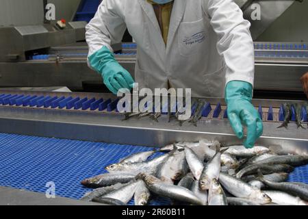 À l'intérieur d'une usine de Canning sarde à Dakhla, dans le sud du Maroc Banque D'Images