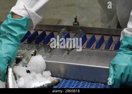 Convoyeur industriel transportant des sardines dans une usine marocaine, Dakhla Banque D'Images