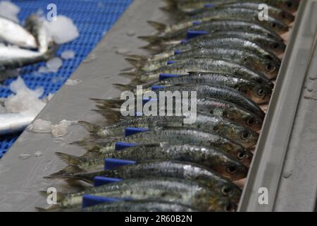 Production de sardine à Dakhla : un aperçu à l'intérieur d'une usine de Canning marocaine Banque D'Images