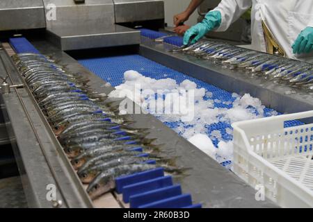 L'industrie sarde de Dakhla : préparation à la mise en conserve Banque D'Images