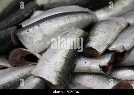 Préparation de la sardine avant la mise en conserve Banque D'Images