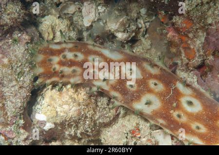 Concombre de la mer de Tigertail, Hilla Holothuria, plongée de nuit, site de plongée de plage, île de Padar, Parc national de Komodo, Indonésie Banque D'Images