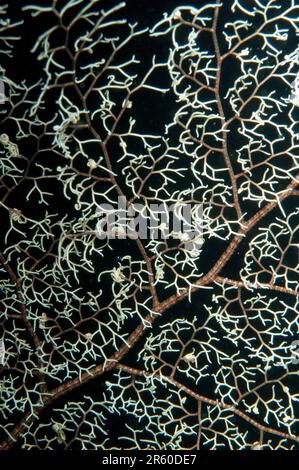 Basket Star, Astroboa nuda, plongée de nuit, site de plongée Gili Lawa Dalat, île de Komodo, parc national de Komodo, Indonésie Banque D'Images