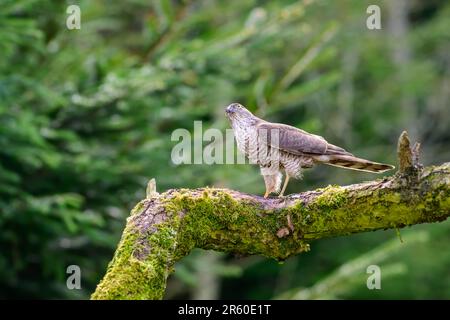 Sparrowhawk, Accipiter Nisus, perché sur un membre d'arbre recouvert de mousse Banque D'Images