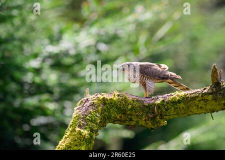 Sparrowhawk, Accipiter Nisus, perché sur un membre d'arbre recouvert de mousse Banque D'Images