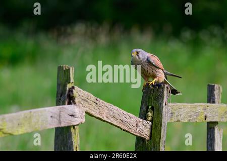 Kestrel, Falco tinnunculus, perchée sur un poteau sur la famille Banque D'Images