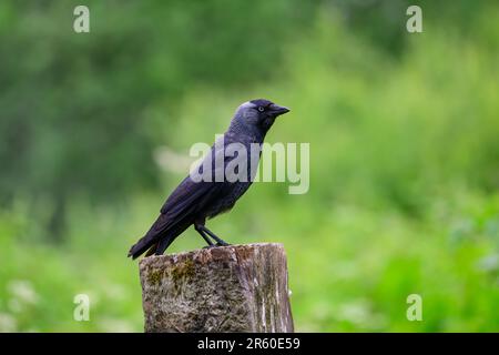 Jackdaw, Corvus monedula, perchée sur un poteau de porte. Banque D'Images