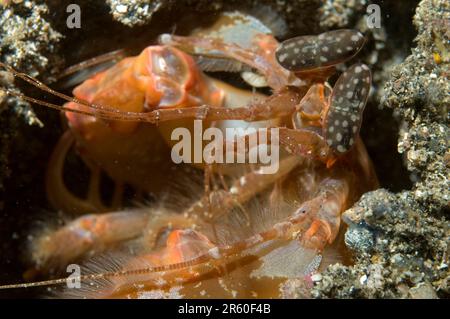 Crevettes tigrées, Lysiosquillina maculata, in Hole, site de plongée de Nudi Falls, île Lembeh, Sulawesi, Indonésie Banque D'Images