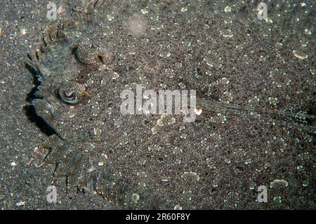 Flet Panther, Bothus pantherinus, camouflage sur sable, site de plongée en forme de boules de poils, Straits de Lembeh, Sulawesi, Indonésie Banque D'Images