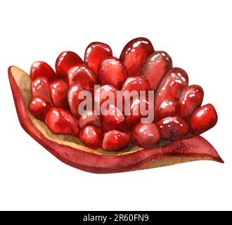 Pièce de grenade juteuse avec illustration d'aquarelle de graines. Fruit rouge coloré pour le nouvel an juif Rosh Hashanah Banque D'Images