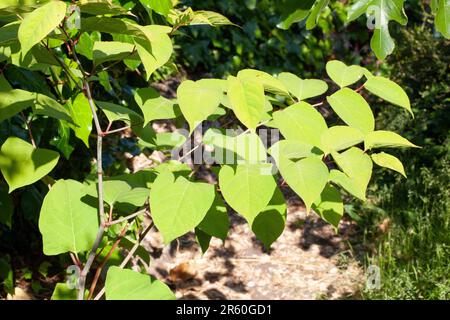 Nouaded japonais (Reynoutria japonica syn. Fallopia japonica) qui grandit entre les pierres dans un lit surélevé dans un jardin à Clapham, Londres. Anna Watson Banque D'Images