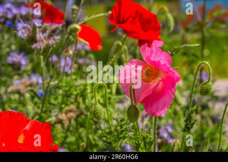 FLORE : DIVERS COQUELICOTS Banque D'Images