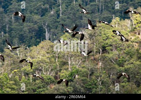 Magpie Geese, Hastie Swamp, Nth Queensland, Australie. Banque D'Images