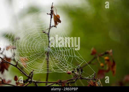 Toile d'araignée dans la nature avec brouillard matinal sur elle vue rapprochée Banque D'Images