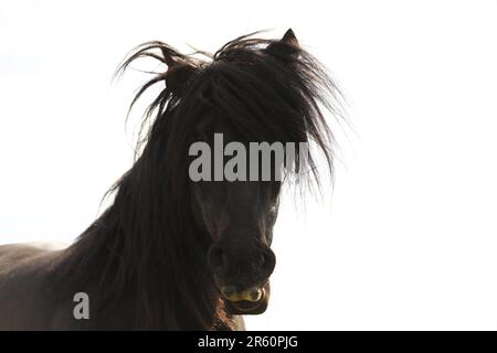 Portrait d'un poney noir tombé, tête et épaules Banque D'Images