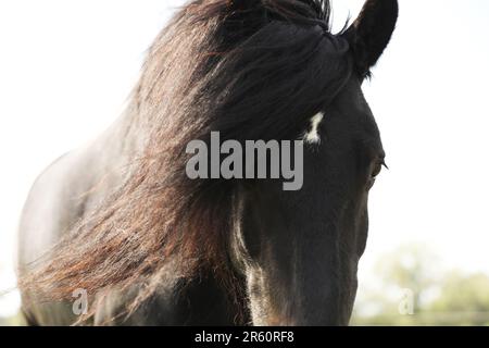 Portrait d'un poney noir tombé, tête et cou Banque D'Images