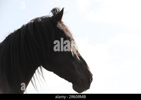 Poney noir, tête et épaules écourtées Banque D'Images