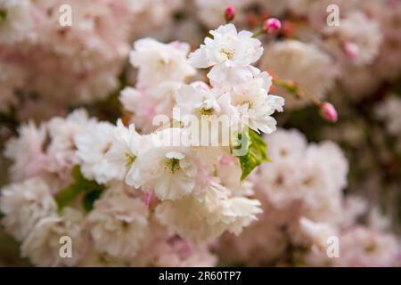 Cerisier d'ornement, Medstead, Hampshire, Angleterre, Royaume-Uni. Banque D'Images