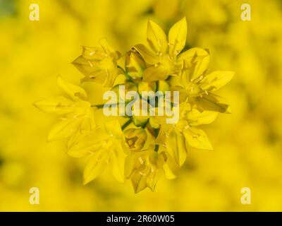 Floraison jaune Allium, également connu sous le nom d'Allium moly, ail jaune, ail doré et Lily Leek Banque D'Images