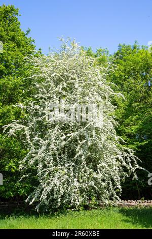 Arbre de Hawthorne en pleine floraison avec la floraison de mai dans la campagne britannique Banque D'Images