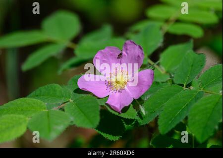 Wild Rose, Alberta Wild Rose, Prickly Rose, parc national Elk Island, Canada Banque D'Images