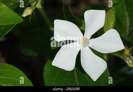 Fleurs Periwinkle herbacé pendant la période de floraison fleurit avec des fleurs blanches Banque D'Images