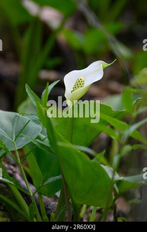 Wild Calla Lily (Calla palustris), parc national Elk Island, Alberta, Canada Banque D'Images