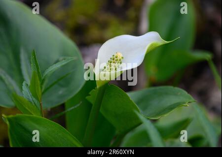 Wild Calla Lily (Calla palustris), parc national Elk Island, Alberta, Canada Banque D'Images