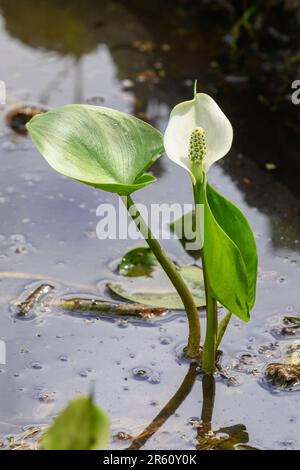 Wild Calla Lily (Calla palustris), parc national Elk Island, Alberta, Canada Banque D'Images