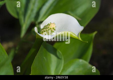 Wild Calla Lily (Calla palustris), parc national Elk Island, Alberta, Canada Banque D'Images