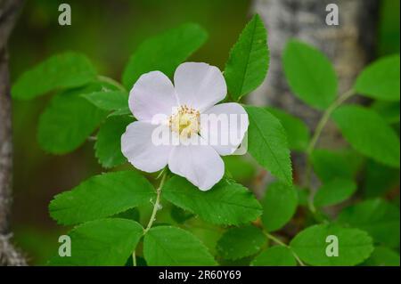 Wild Rose, Alberta Wild Rose, Prickly Rose, parc national Elk Island, Canada Banque D'Images