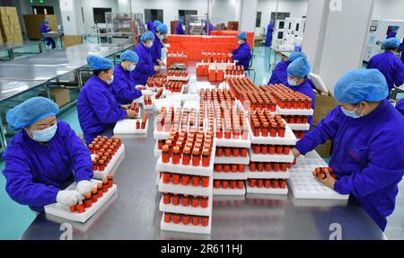 Beijing, région autonome de Ningxia hui en Chine. 31st janvier 2023. Les travailleurs emballez des produits chinois de wolfberry dans une usine du comté d'Helan à Yinchuan, dans la région autonome de Ningxia hui, dans le nord-ouest de la Chine, le 31 janvier 2023. Crédit: Wang Peng/Xinhua/Alay Live News Banque D'Images