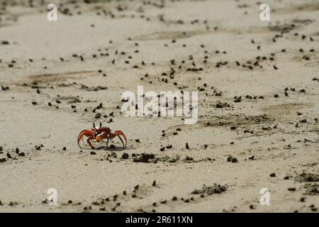 Gecarcinus quadratus, connu sous le nom de crabe des terres rouges, crabe blanc, crabe d'Halloween sur une plage dans la zone marine du parc national de Marina Ballena en coût Banque D'Images