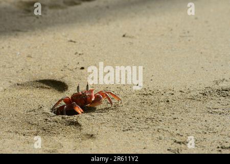 Gecarcinus quadratus, connu sous le nom de crabe des terres rouges, crabe blanc, crabe d'Halloween sur une plage dans la zone marine du parc national de Marina Ballena en coût Banque D'Images