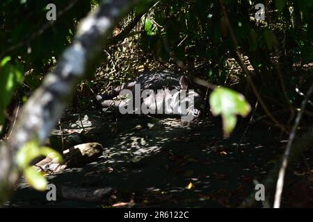 Un tapir de Baird (tapirus bairdii) prenant un bain de sable dans la zone forestière du parc national du Corcovado, péninsule d'Osa, Costa Rica. Banque D'Images