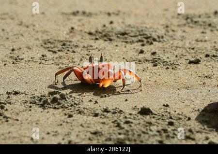 Gecarcinus quadratus, connu sous le nom de crabe des terres rouges, crabe blanc, crabe d'Halloween sur une plage dans la zone marine du parc national de Marina Ballena en coût Banque D'Images