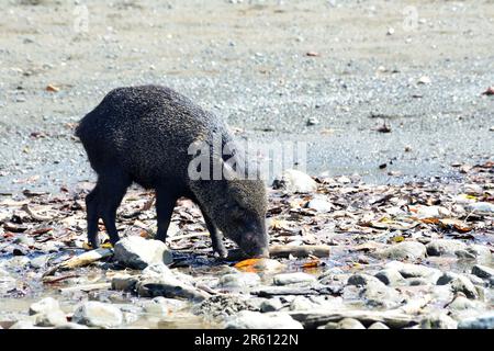 Un peccarie (pecari tajacu) sur la plage dans le parc national de Corcovado, péninsule d'Osa, Costa Rica. Banque D'Images