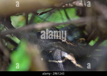 Un boa constricteur dans la zone forestière du parc national du Corcovado, péninsule d'Osa, Costa Rica. Banque D'Images