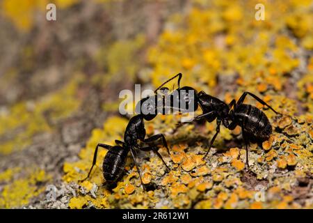 Un gros plan de deux fourmis qui se battent sur une roche recouverte de mousse Banque D'Images