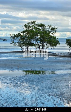 Zone protégée de Puerto Jemenez, péninsule d'Osa, Costa Rica. Banque D'Images